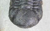 Bargain, Austerops Trilobite - Morocco #68604-3